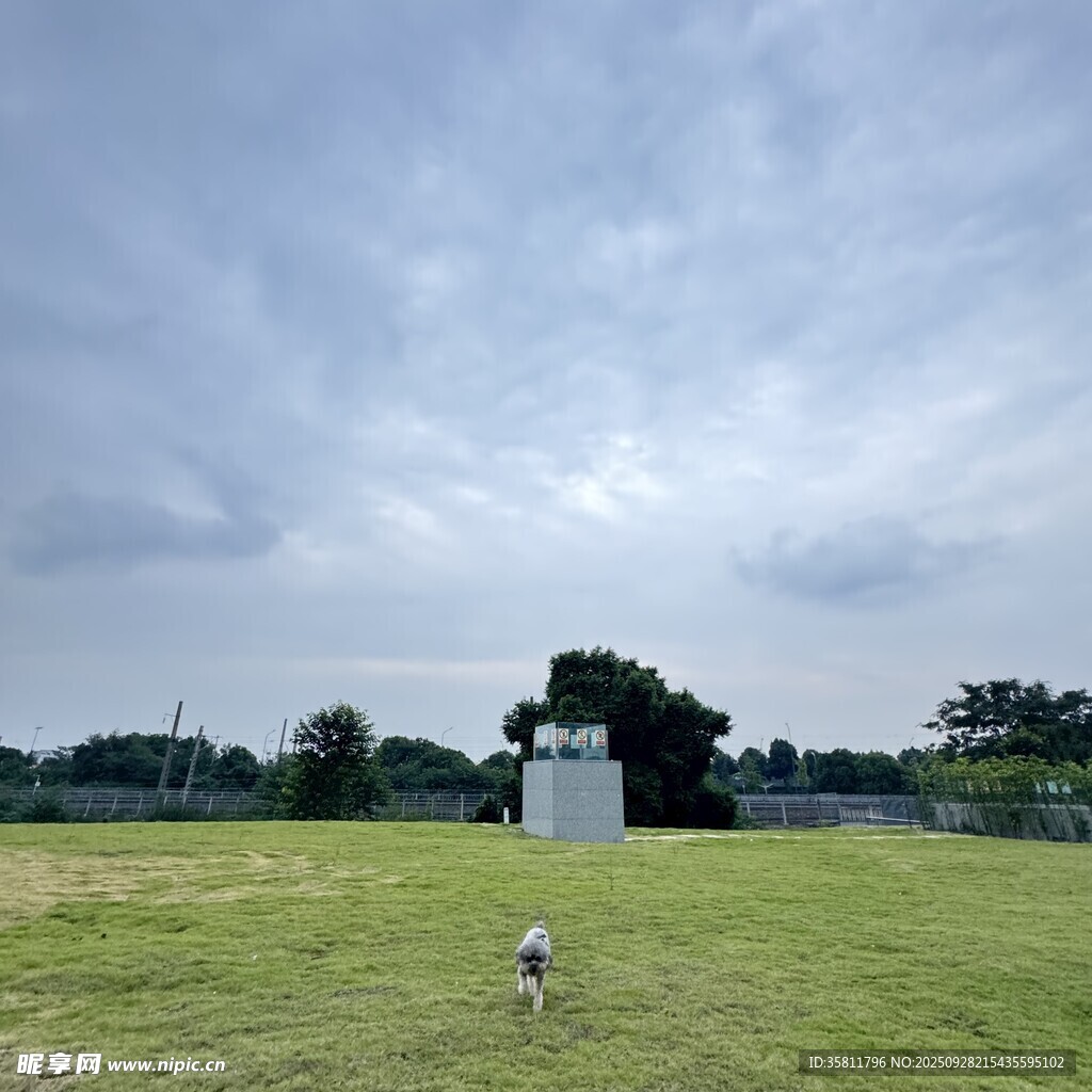 草地