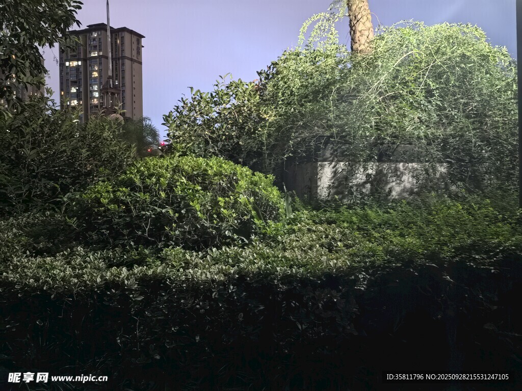 城市中的绿植景观