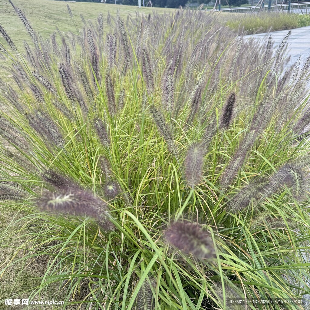 紫色蒲苇植物特写
