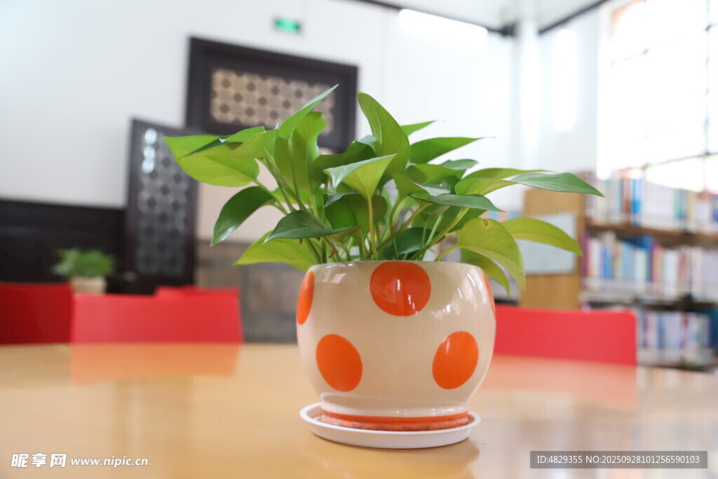 植物