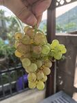 手捧黄绿葡萄串