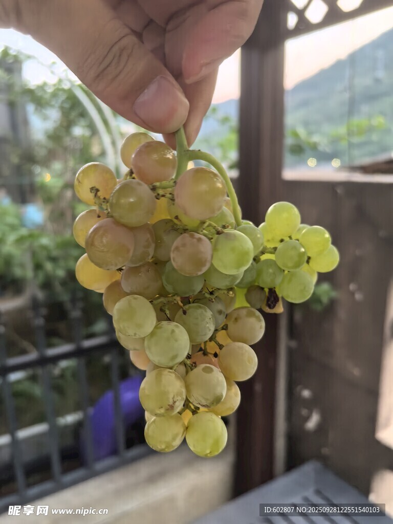 手捧黄绿葡萄串