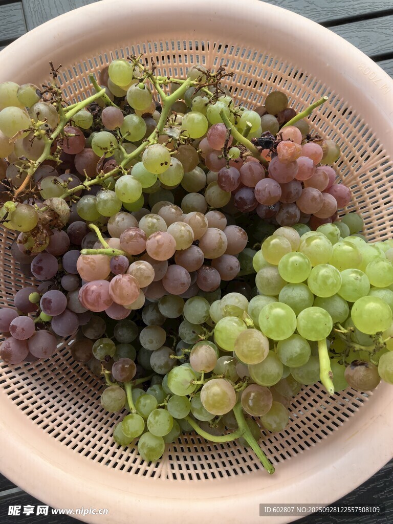 篮子里的多彩新鲜葡萄