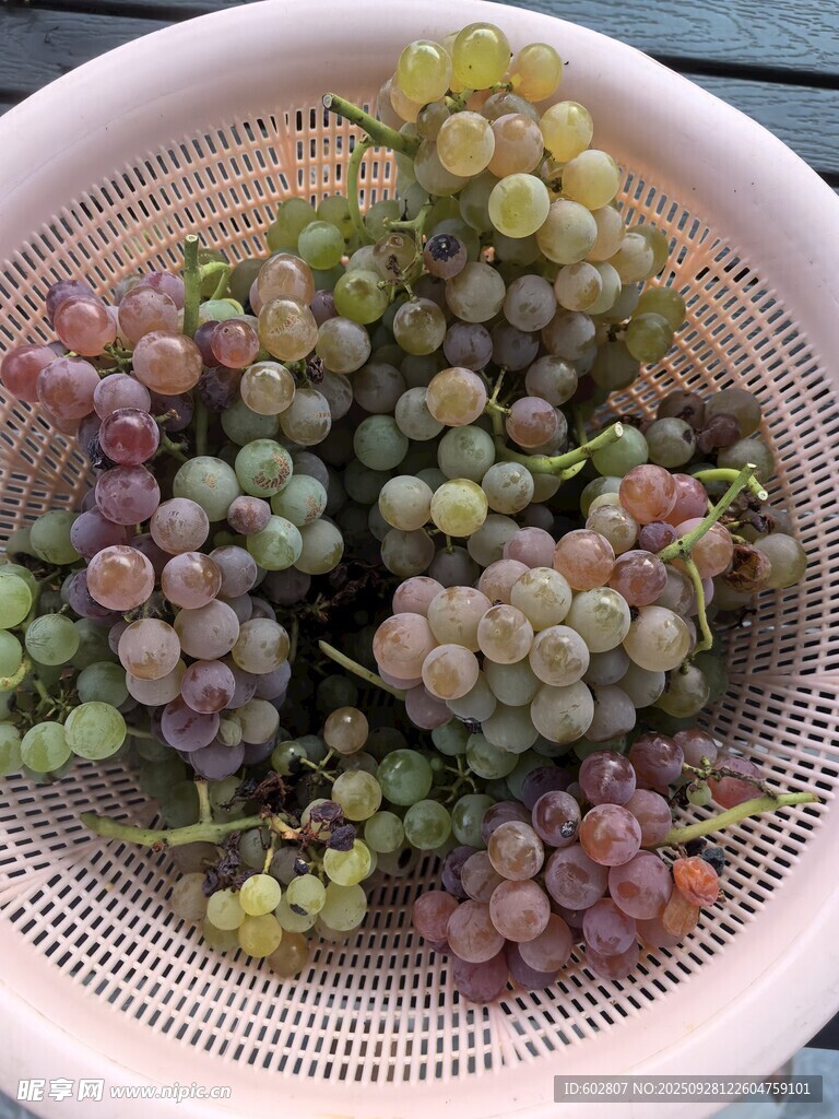 白篮中多彩葡萄