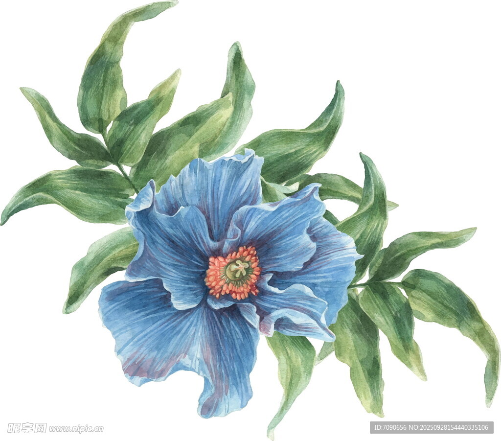 蓝色花朵与绿叶插画
