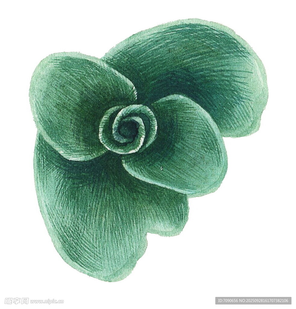 手绘绿色多肉植物花朵