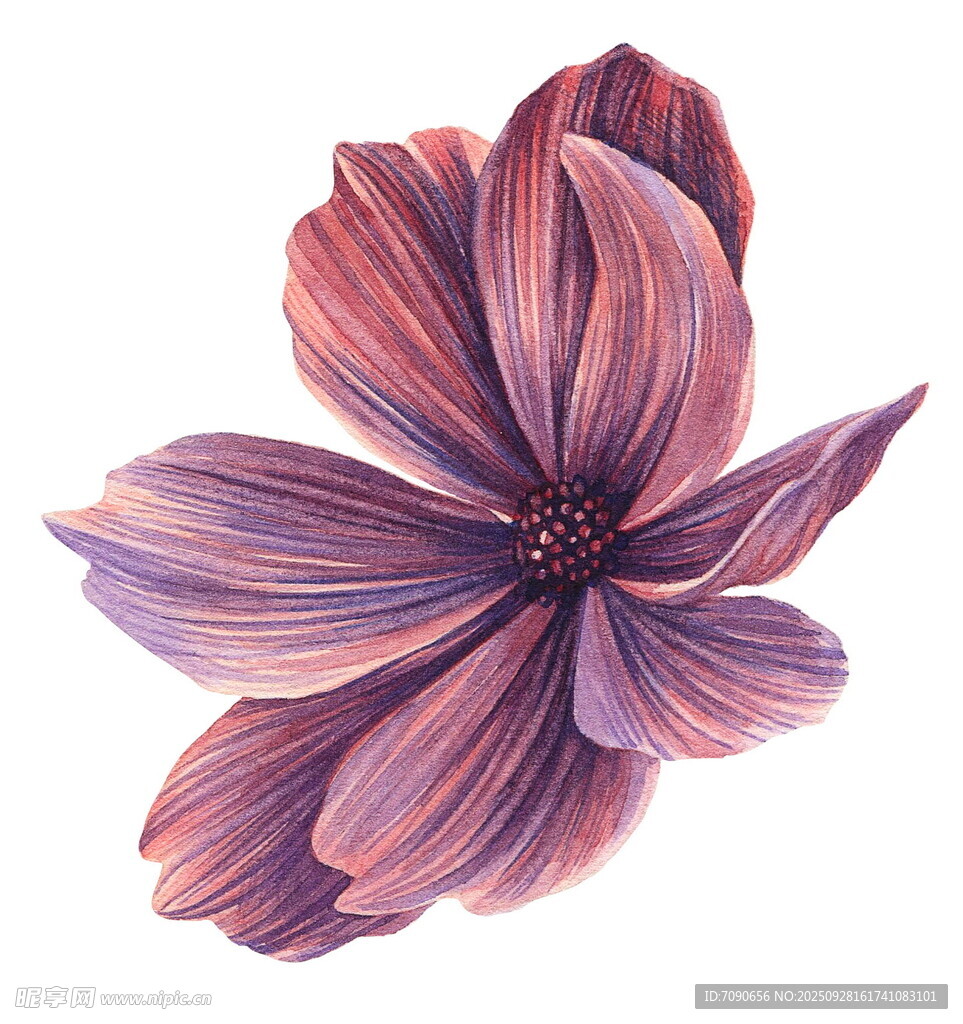 手绘紫色花瓣花朵
