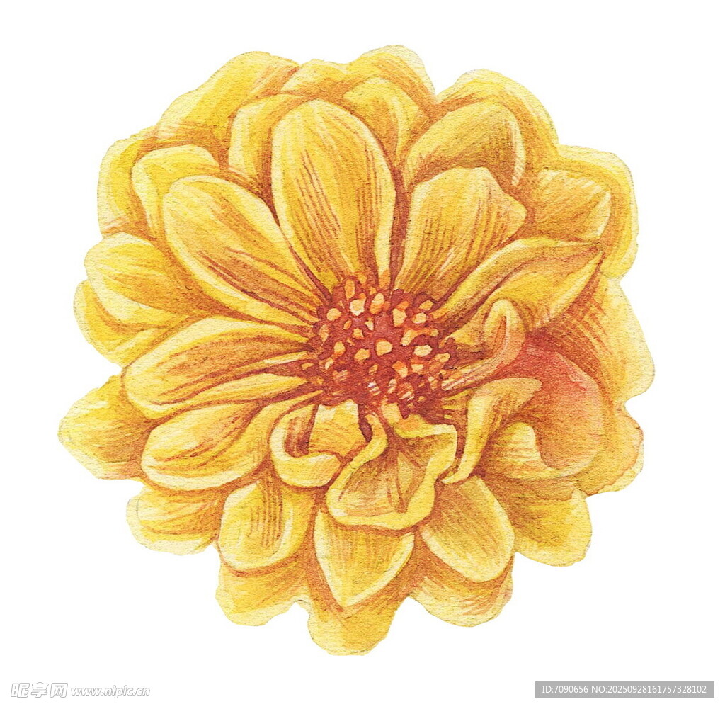 黄色菊花手绘插画