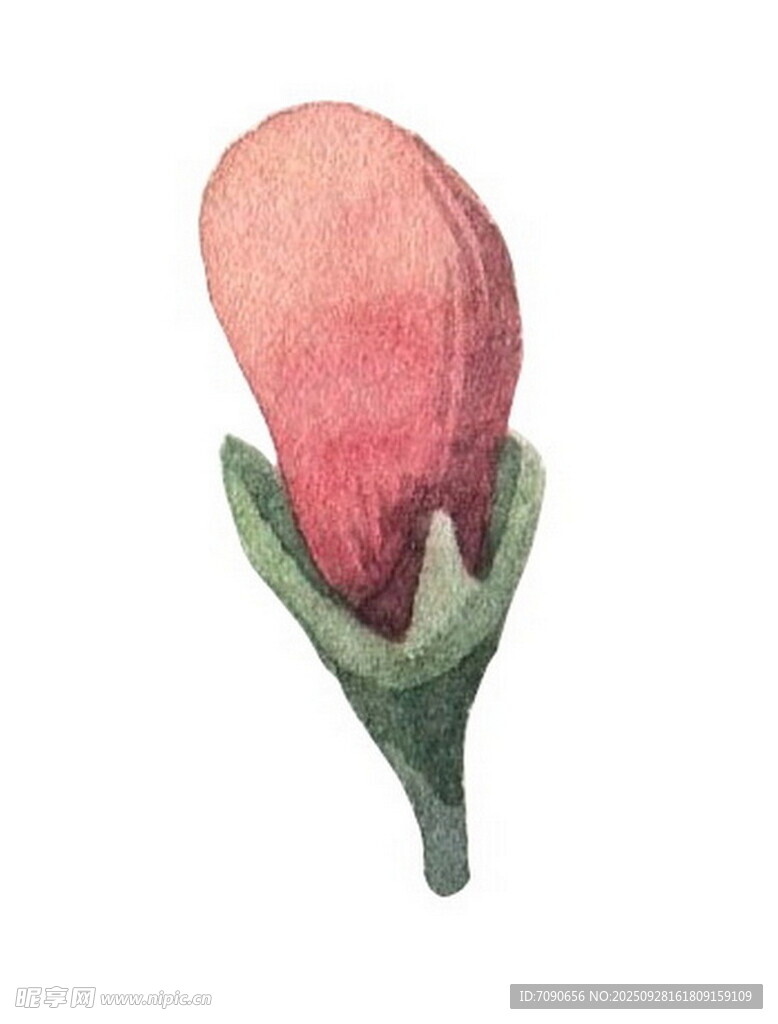 水彩绘粉色花苞