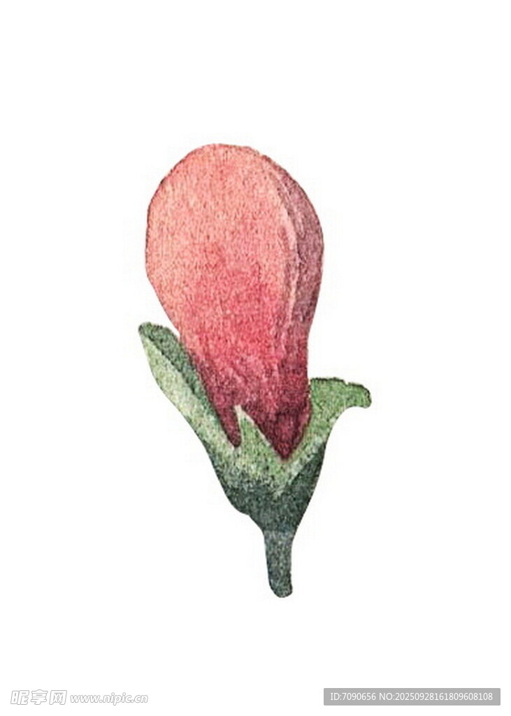 手绘粉色花苞