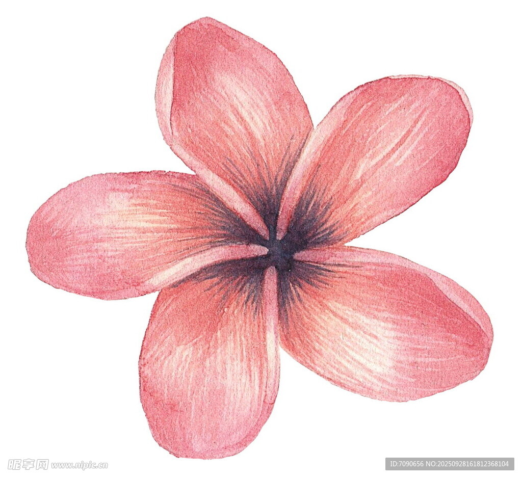 粉色五瓣花插画