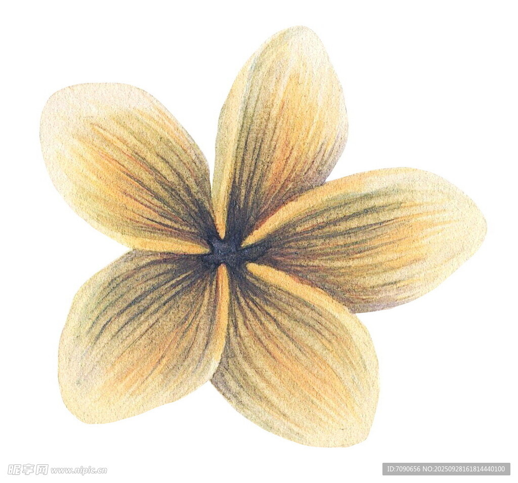 手绘黄色五瓣花