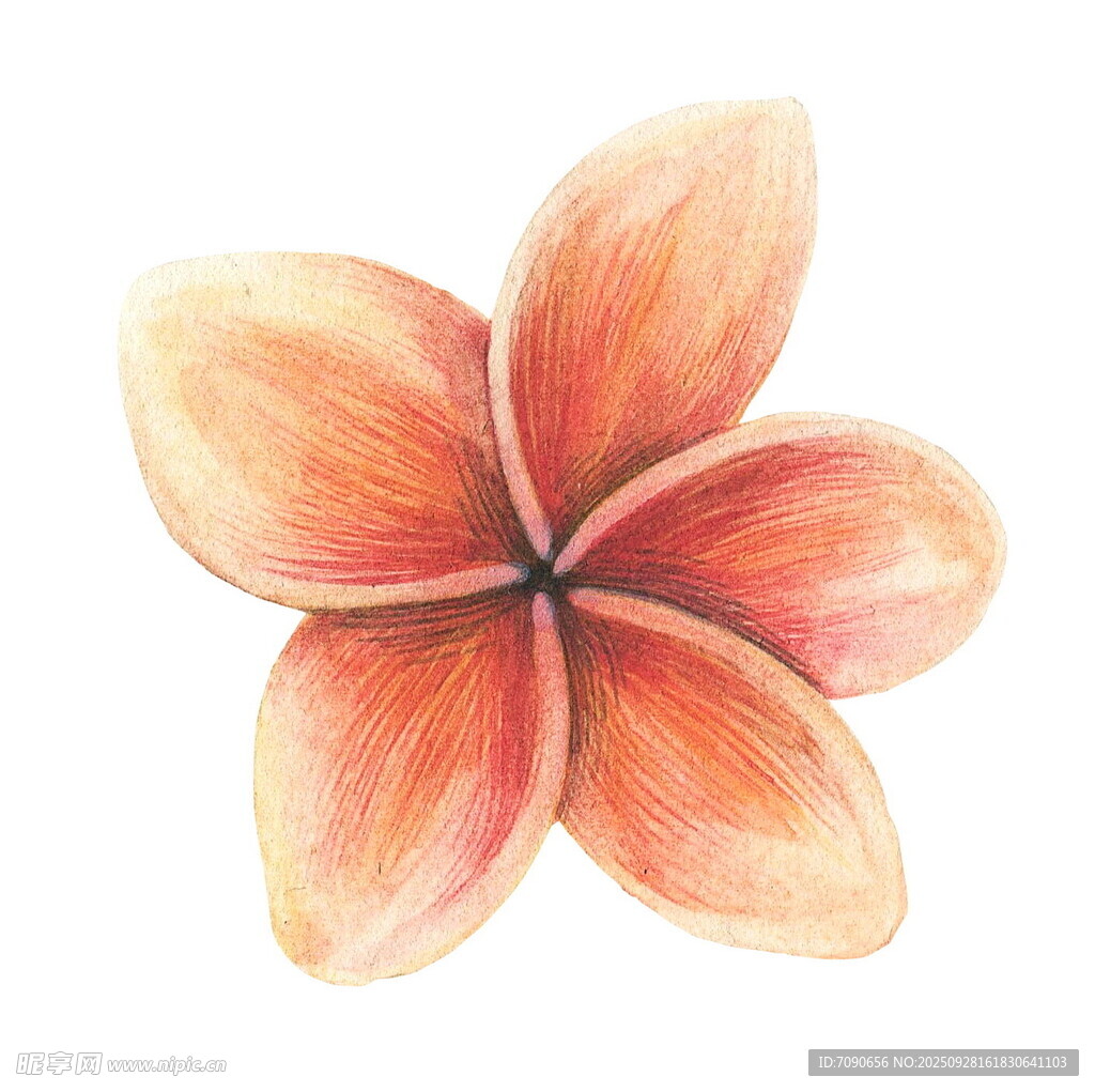 手绘橙色鸡蛋花 