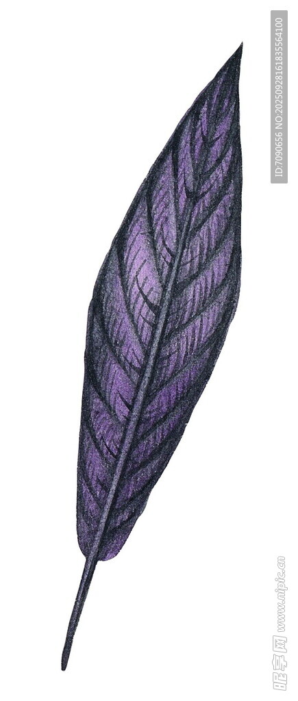 紫色羽毛插画