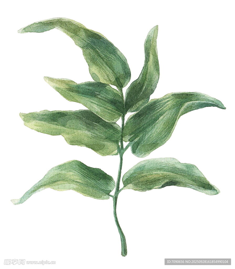 水彩绘绿色植物叶片