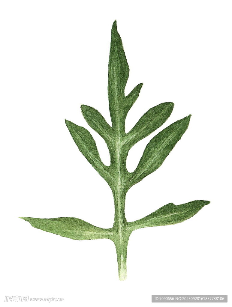 绿色单枝植物叶片特写