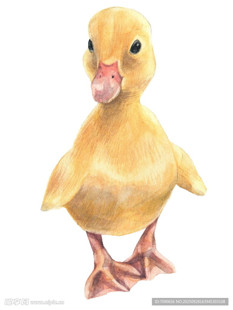 可爱小黄鸭插画