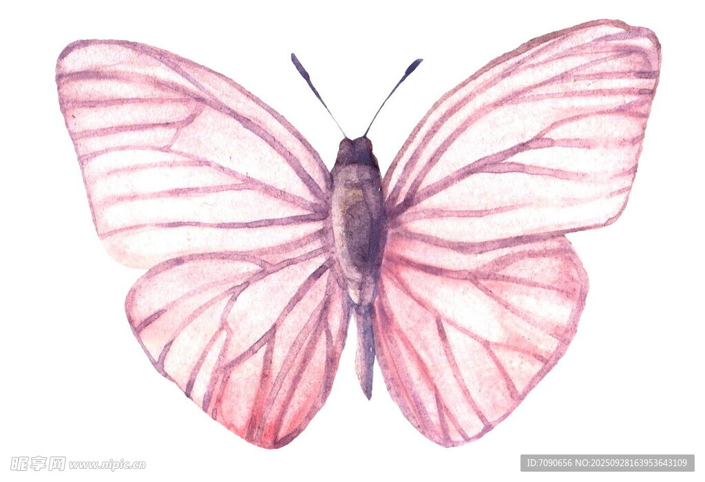 手绘粉色蝴蝶插画