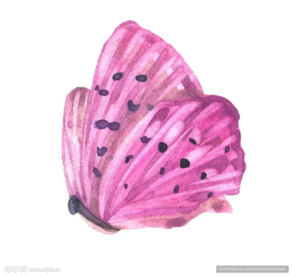 粉色蝴蝶水彩画
