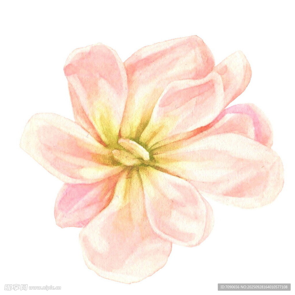 手绘粉色花朵插画