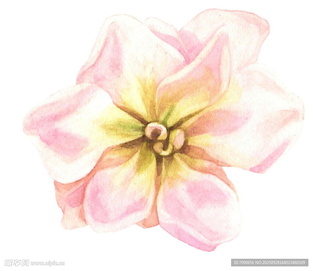 水彩粉色花卉特写