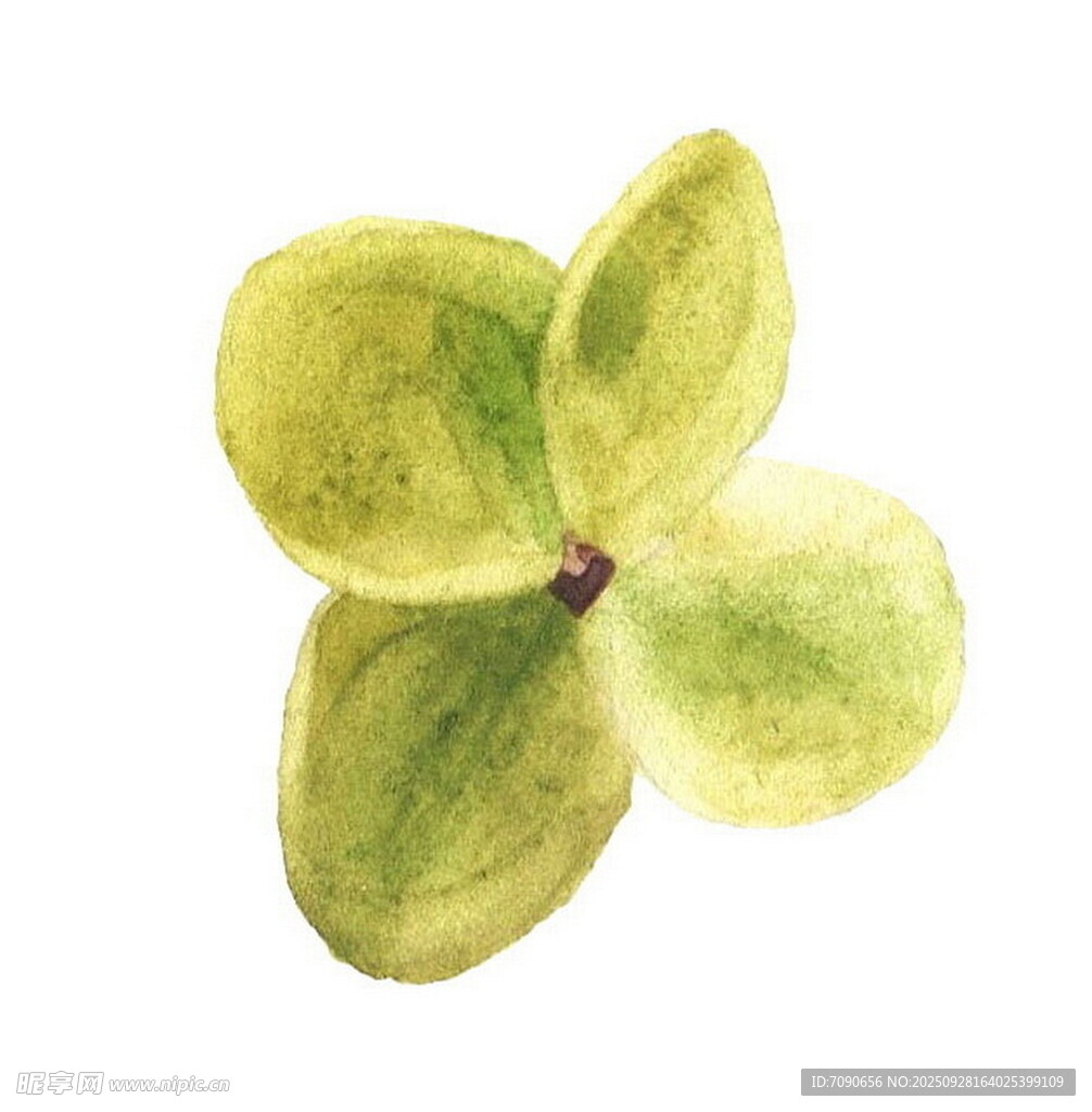 水彩绘黄色四瓣小花