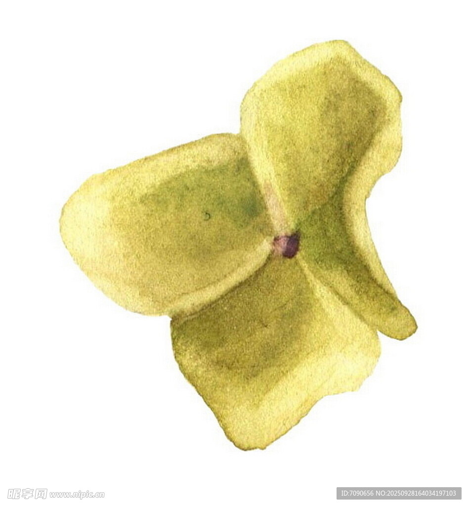 黄色水彩花朵插画