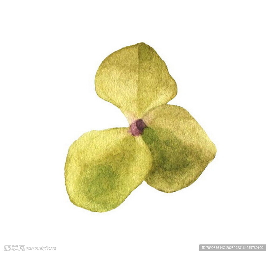水彩绘三叶植物