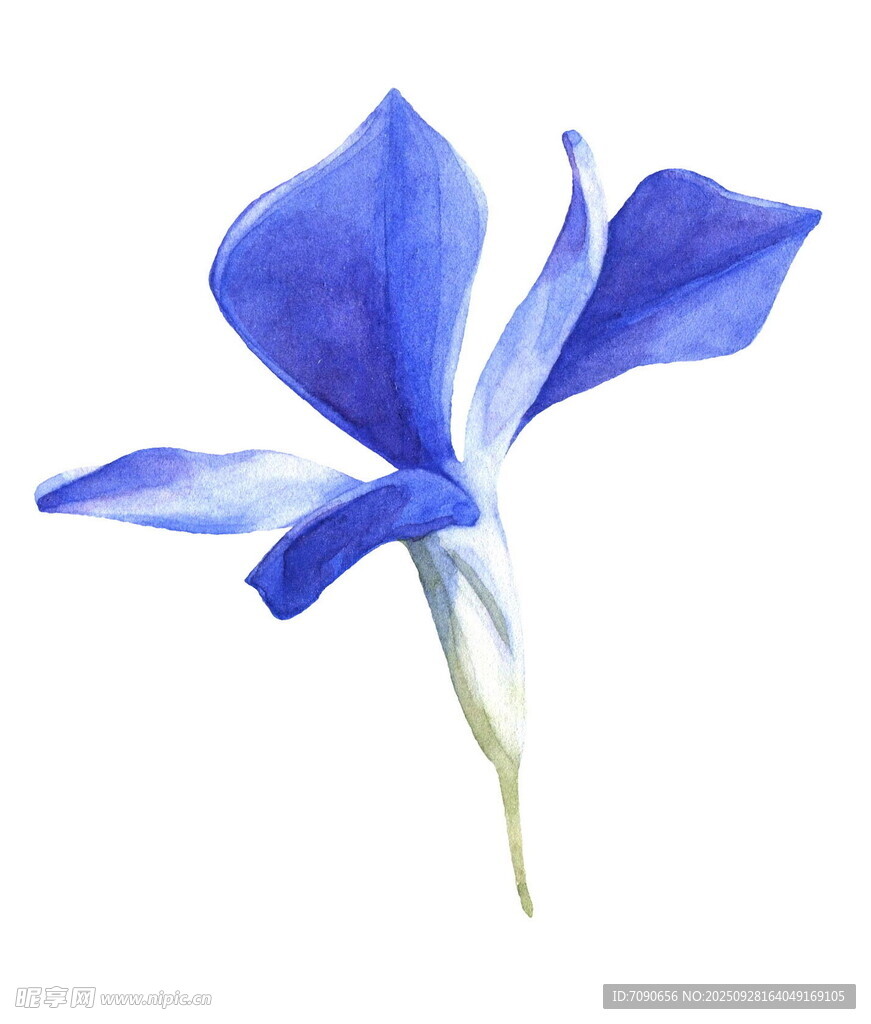 蓝色鸢尾花水彩画