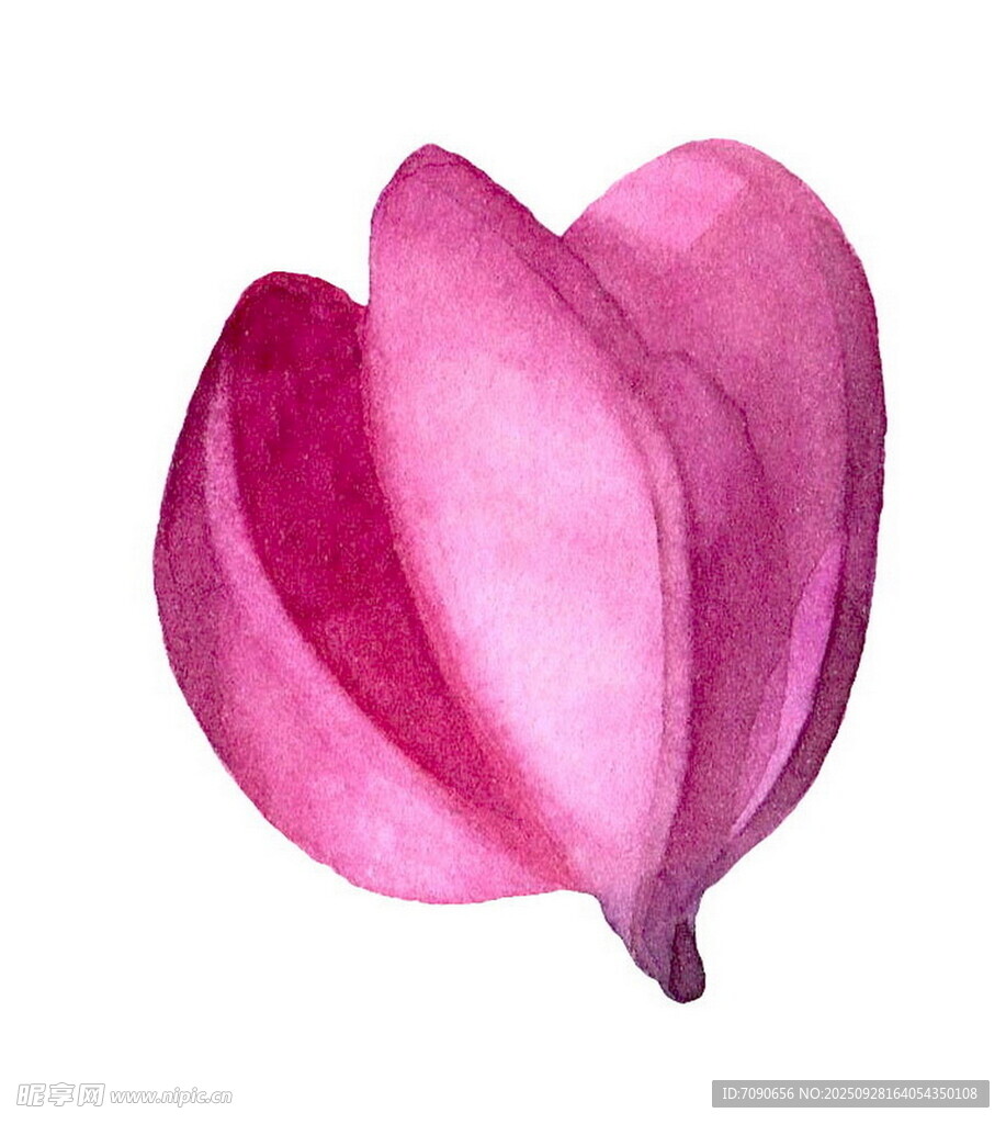 水彩绘粉色玉兰花