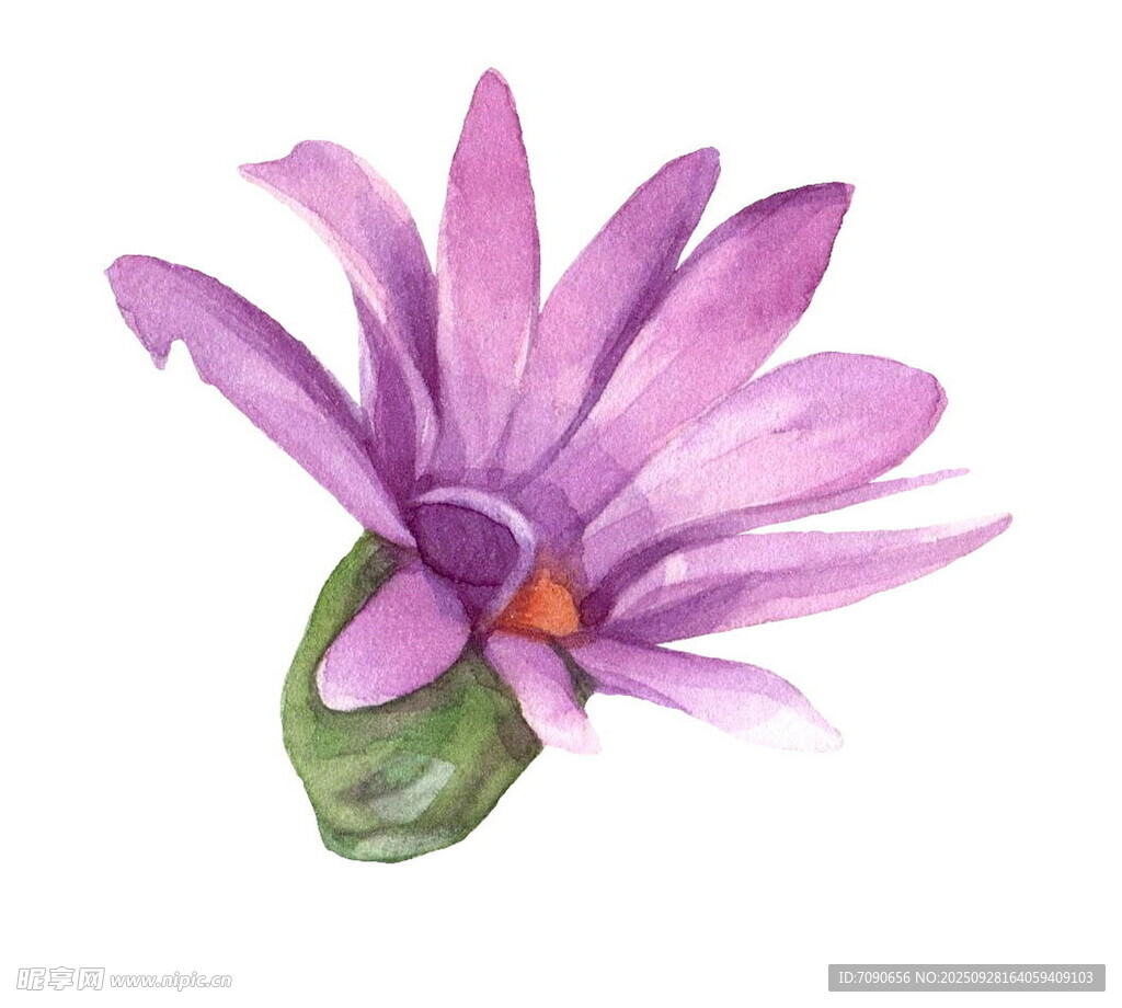 紫色水彩花卉特写