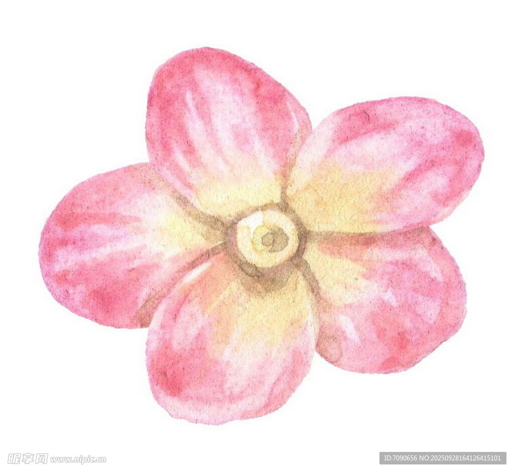 水彩粉色花朵插画