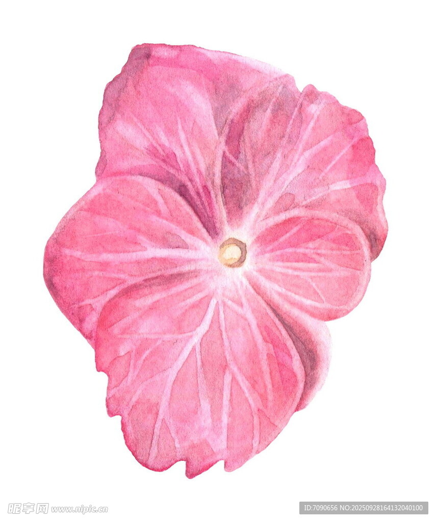 粉色花卉水彩画特写