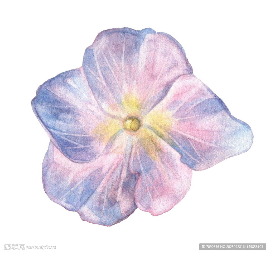 水彩绘三色堇花朵
