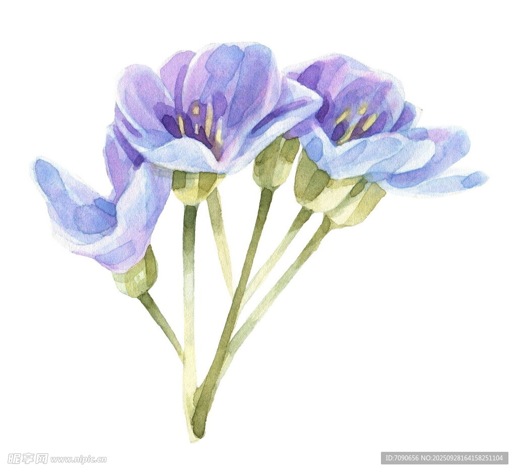 紫色花卉水彩插画
