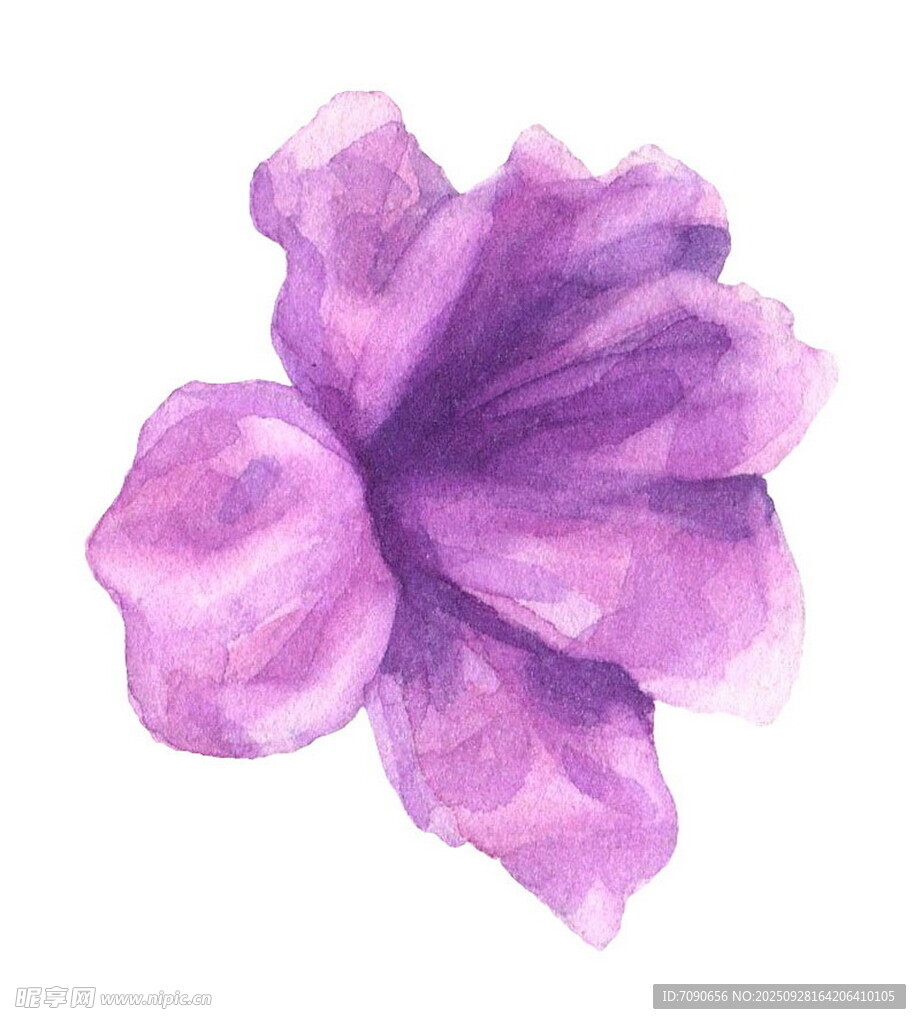 紫色水彩花卉插画