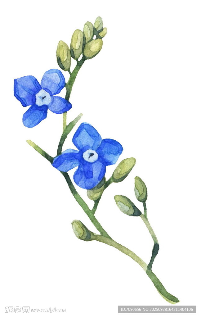 蓝色小花水彩画植物图