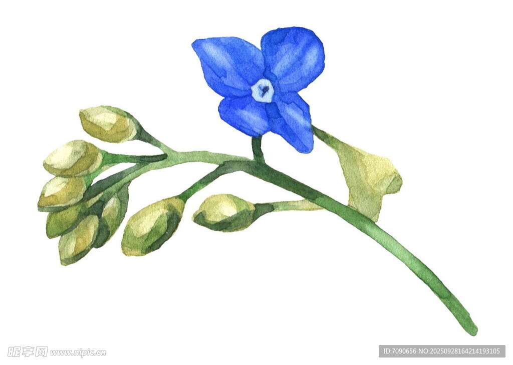 蓝色小花与嫩绿枝芽