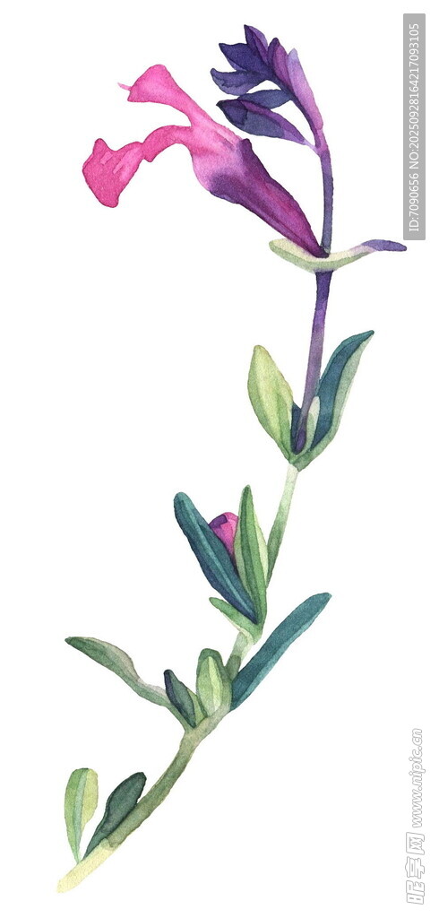 手绘紫色花卉植物图