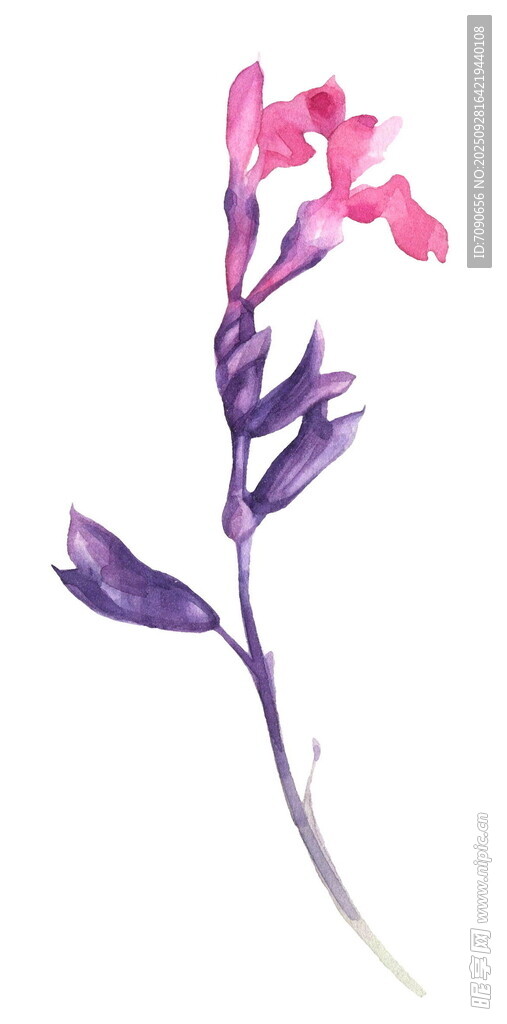 手绘粉色紫色花卉一枝