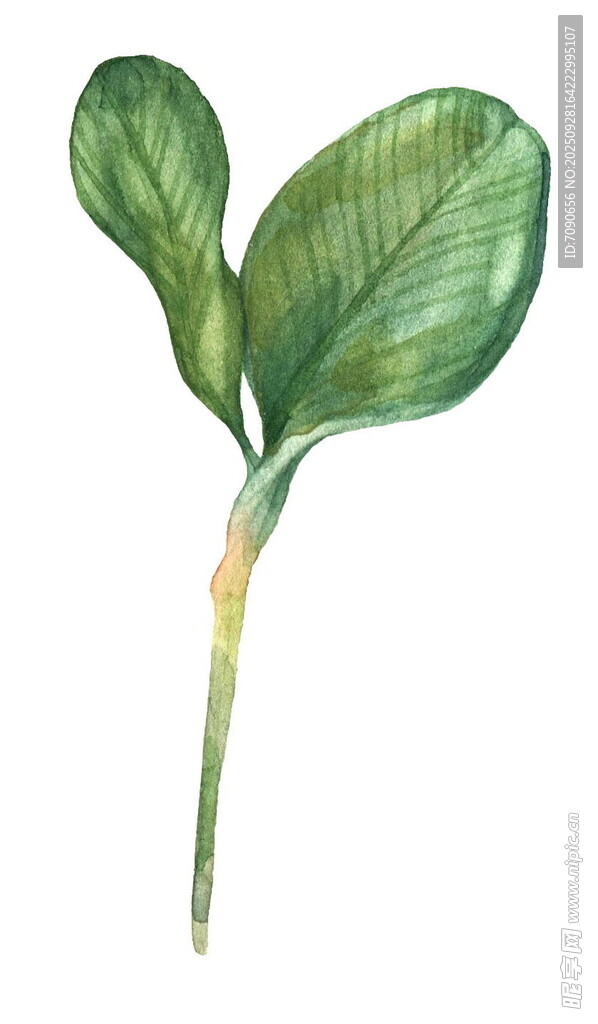 水彩风嫩绿植物幼苗