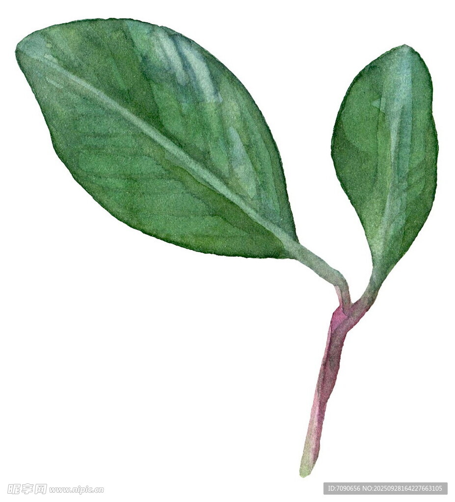 嫩绿双叶植物插画
