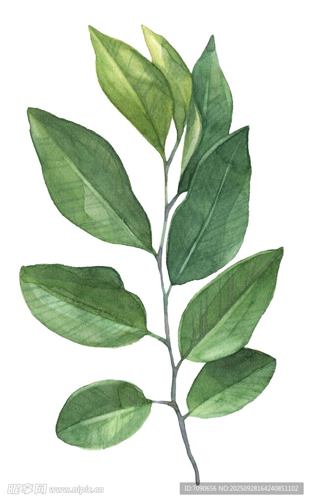 水彩绘绿叶植物枝条