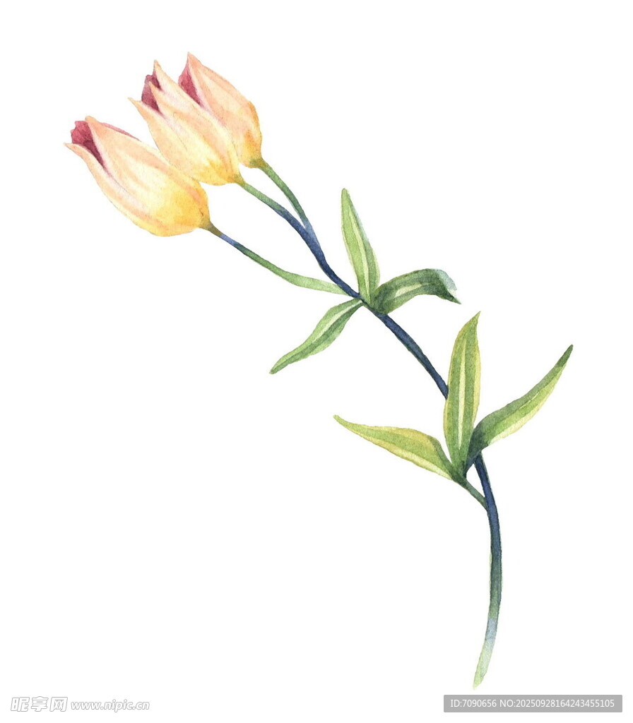手绘黄色花卉插画