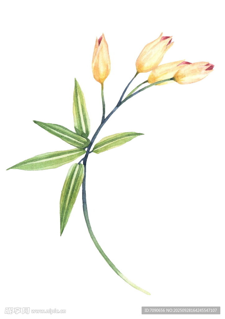水彩绘黄色花卉植物