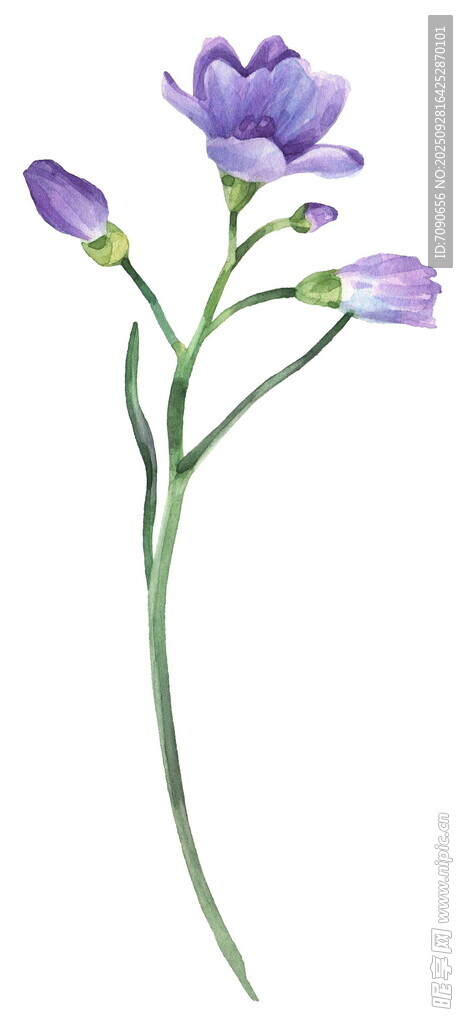 紫色优雅花束插画