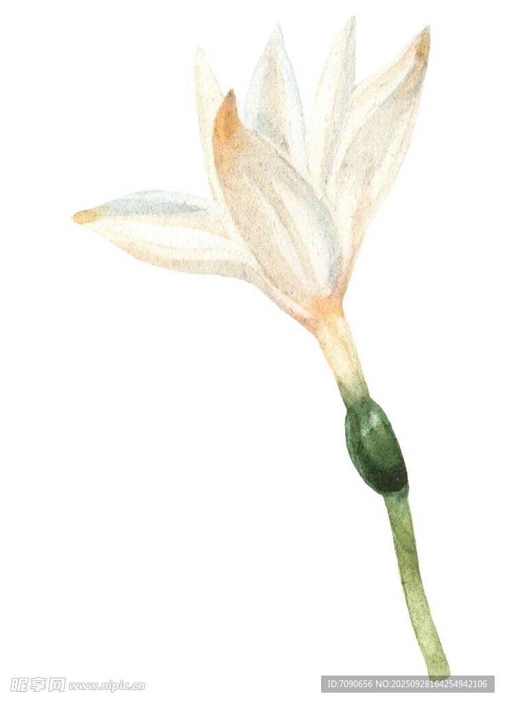 白色单朵花水彩画