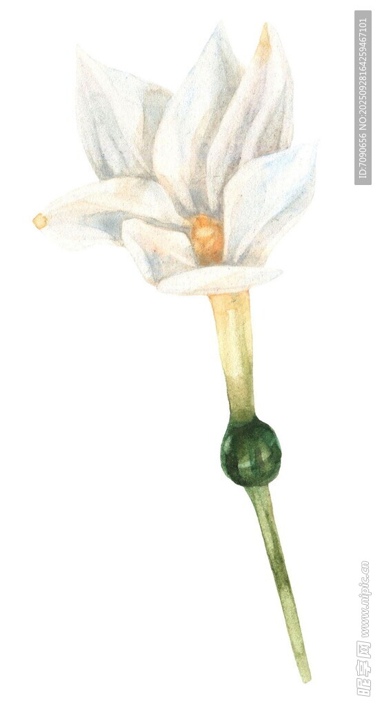 白色海芋花特写