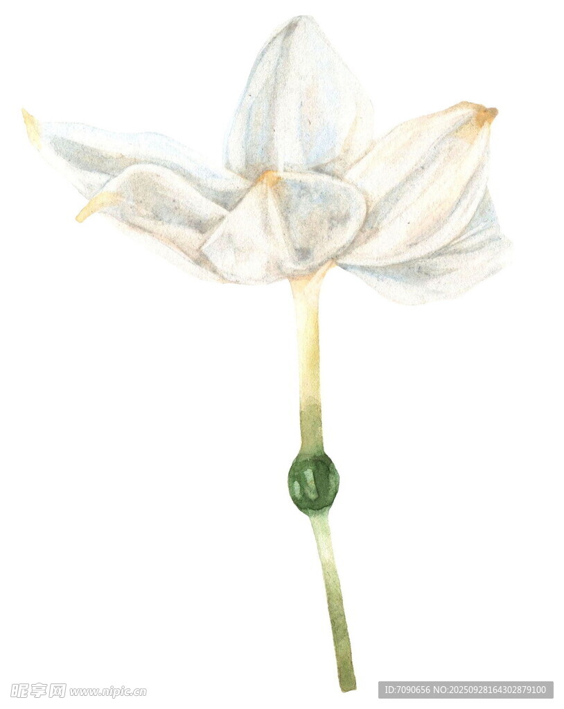 白色单朵花特写