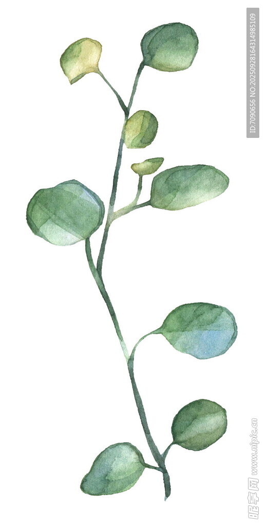 水彩绘绿叶枝条植物 